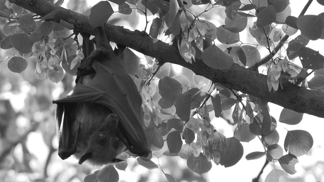 木にぶら下がる蝙蝠 コウモリ