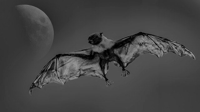 飛んでいる蝙蝠 コウモリ